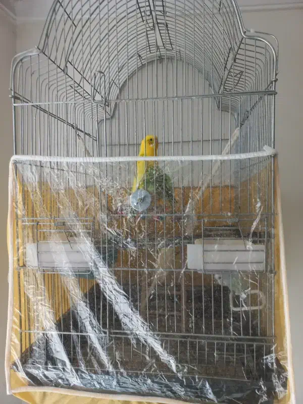 مرغ عشق|پرنده|مشهد, زیبا شهر|دیوار