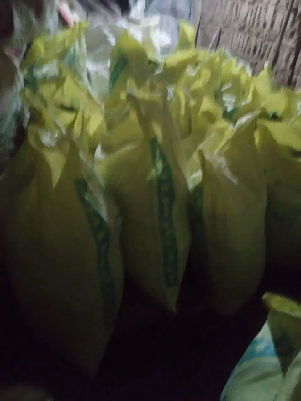 کود گوسفندی|گل و گیاه طبیعی|یزد, |دیوار