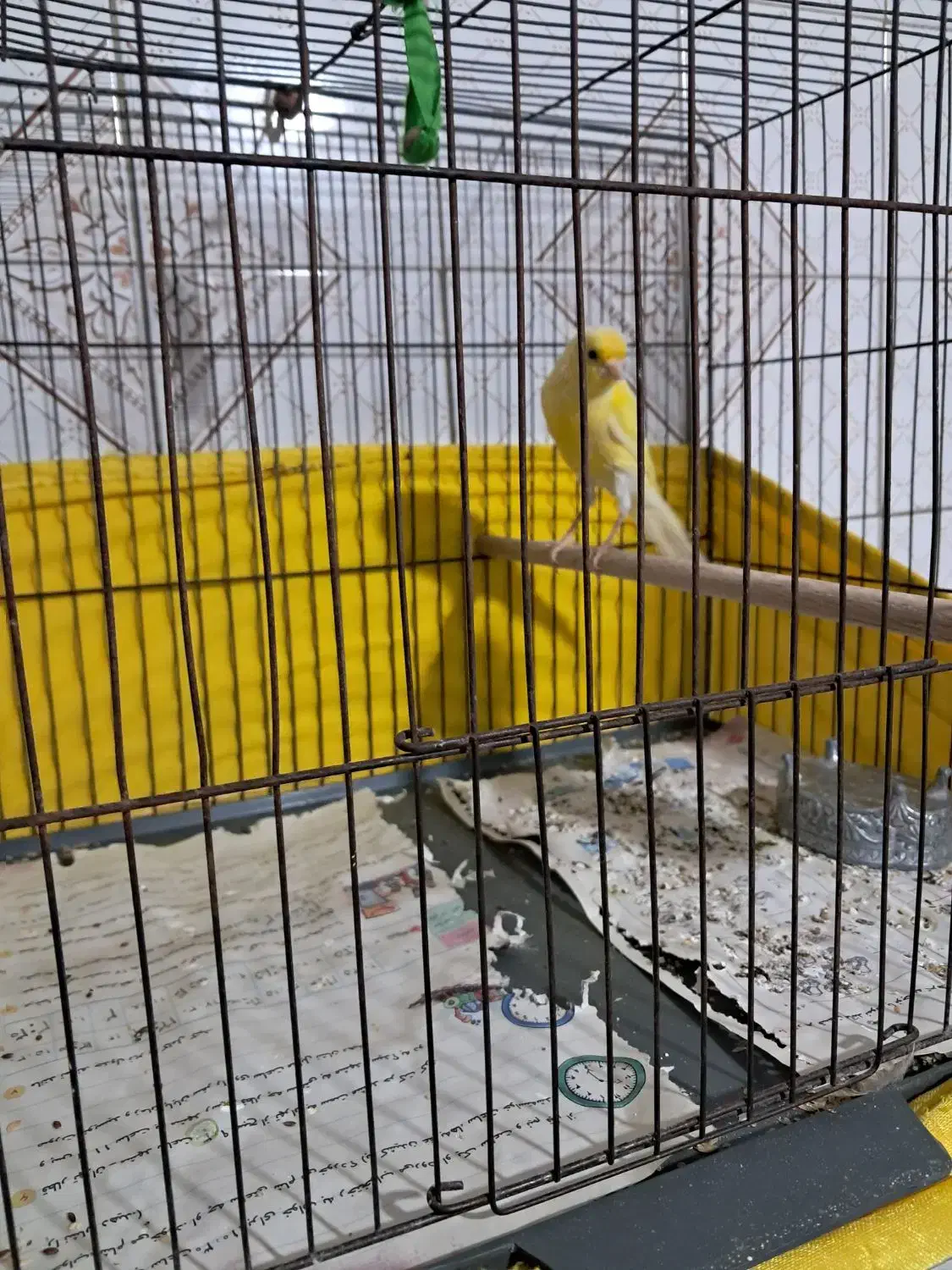 قناری|پرنده|زرندیه, |دیوار