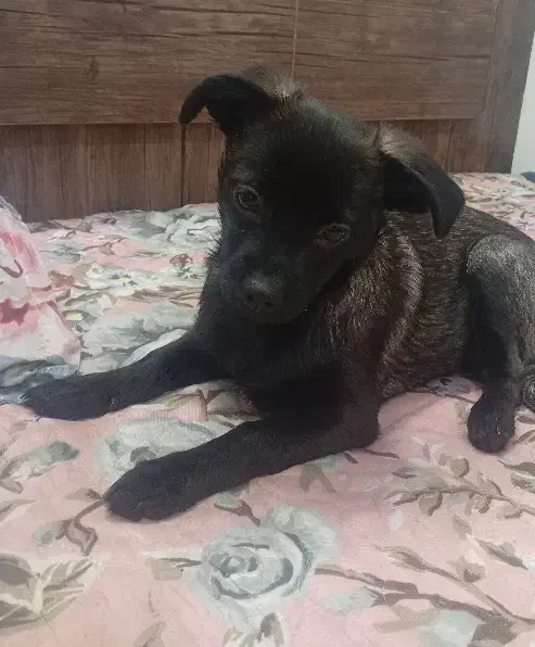 سگ بامزه|سگ|مشهد, مشکینی (شهرک غرب)|دیوار