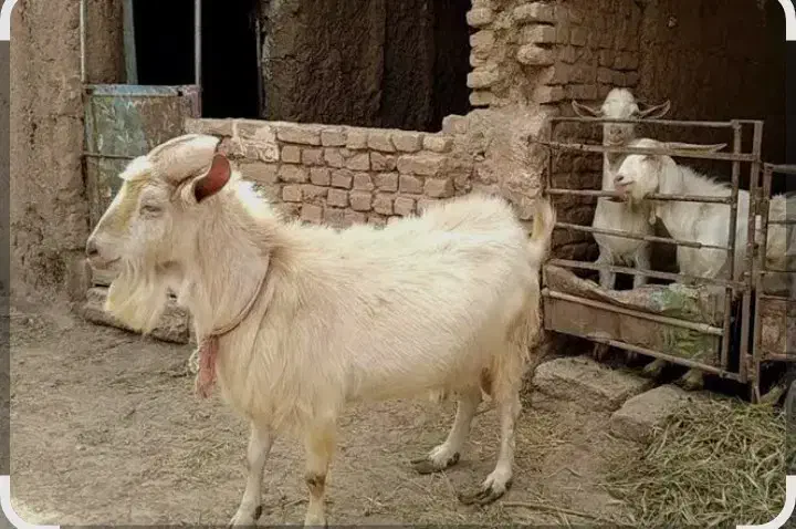 فروش بز|حیوانات مزرعه|زرند, |دیوار