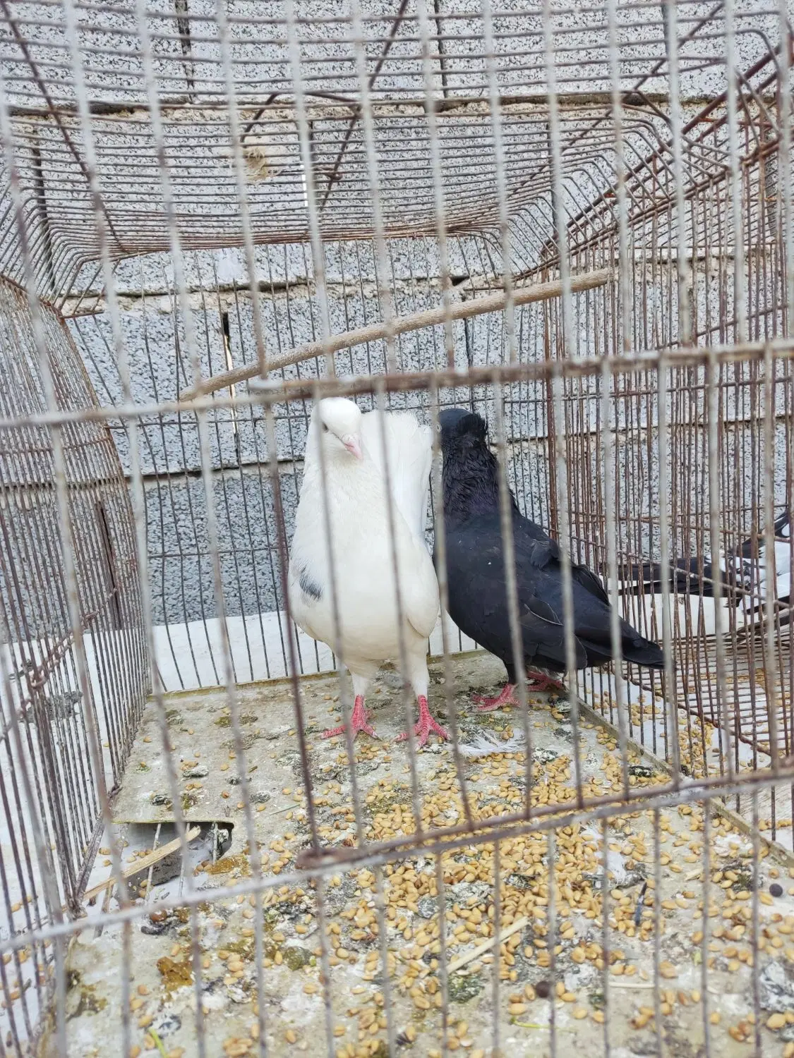 کبوتر|پرنده|بندر گناوه, |دیوار
