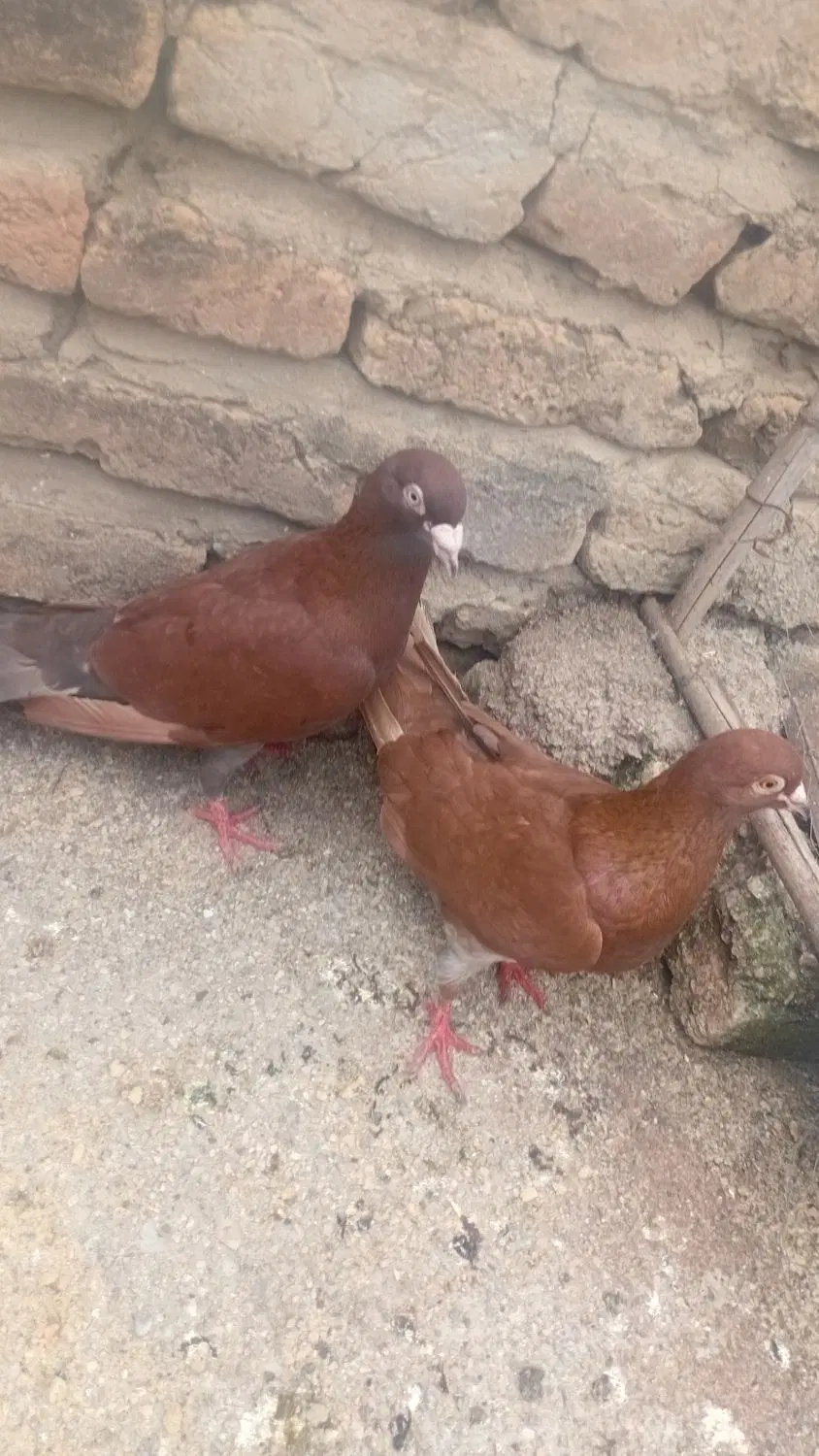 کبوتر|پرنده|گالیکش, |دیوار