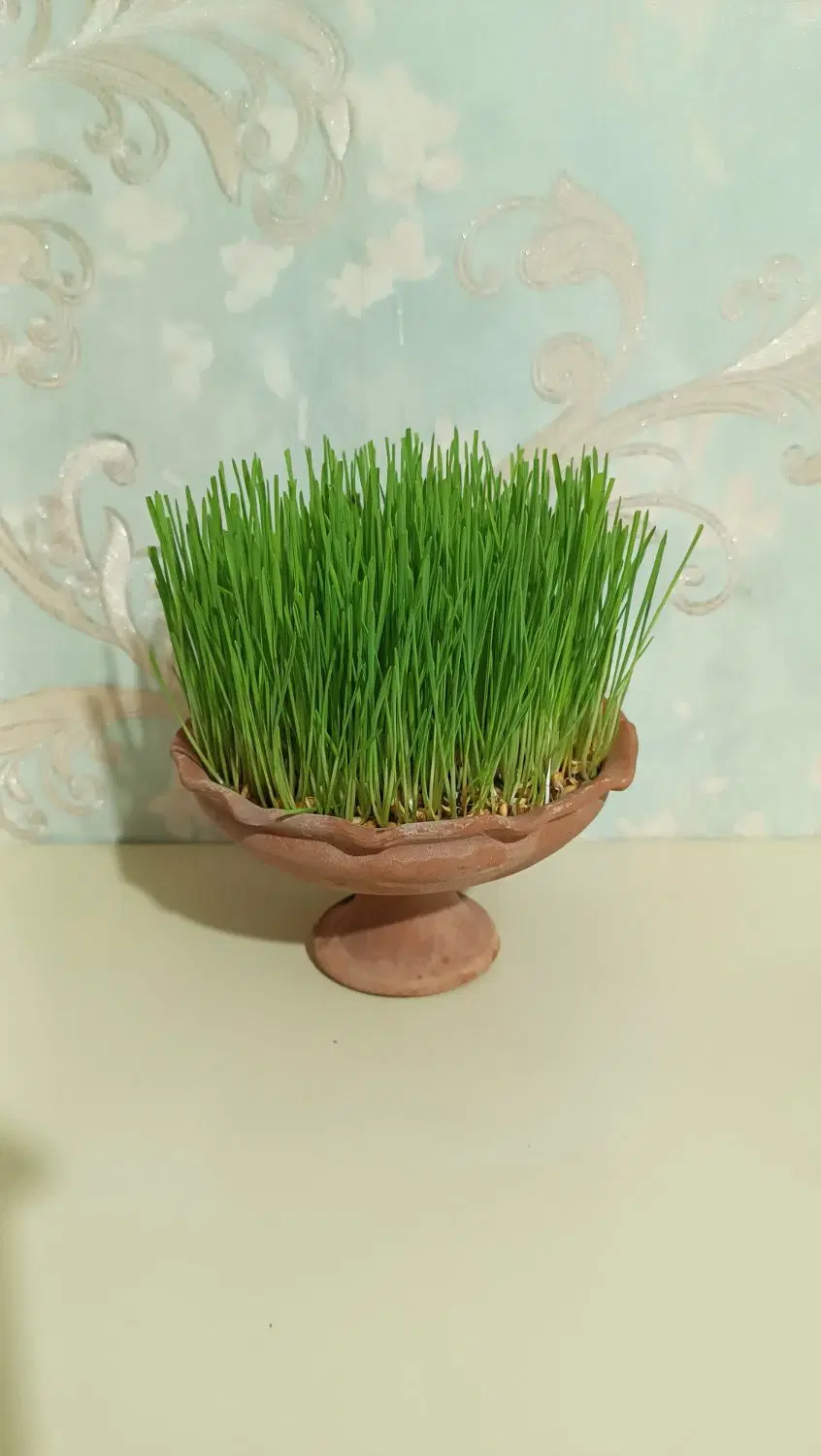 سبزه|گل و گیاه طبیعی|زاهدان, |دیوار