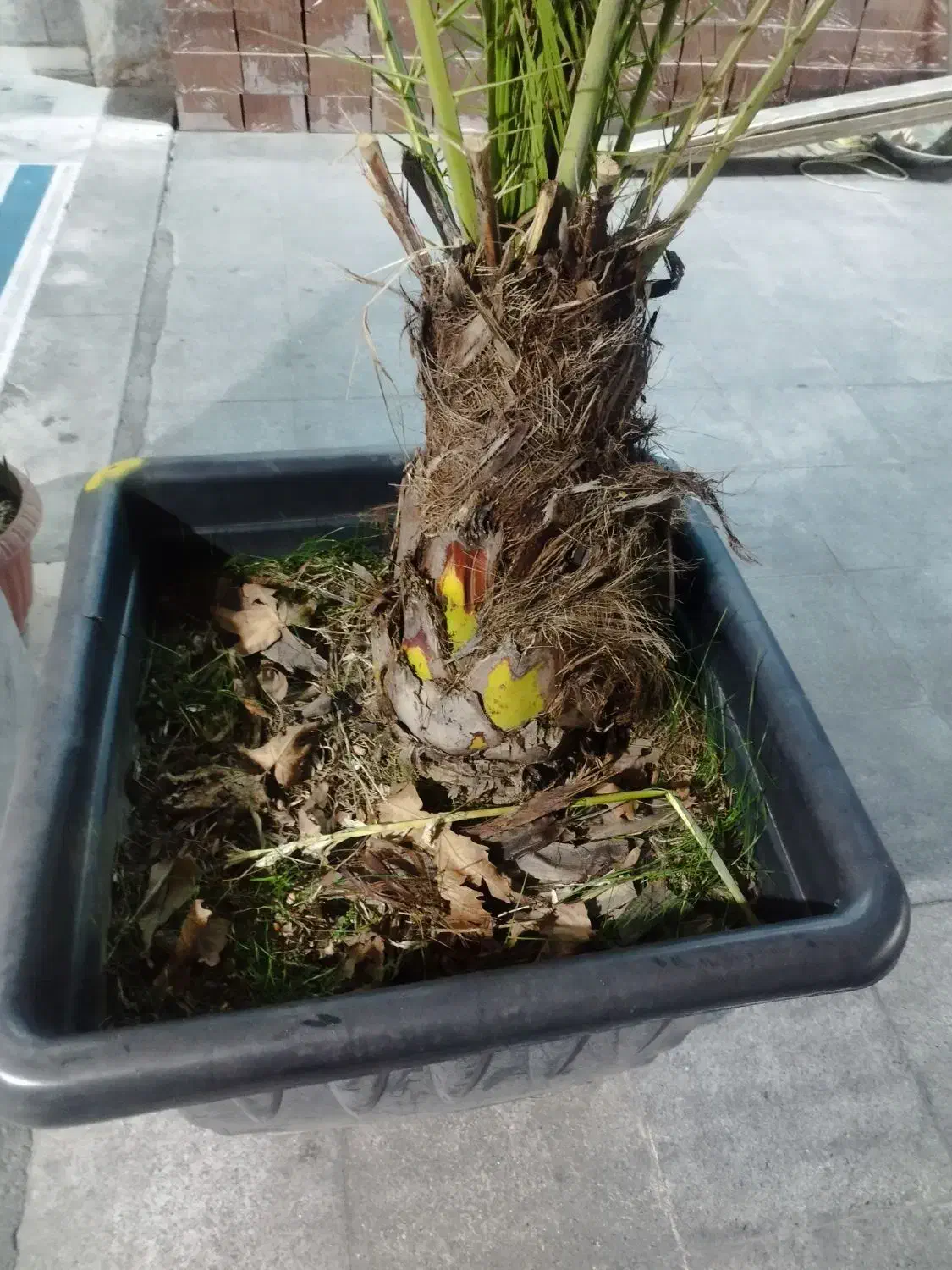 نخل فونیکس|گل و گیاه طبیعی|کرج, اصفهانی‌ها|دیوار