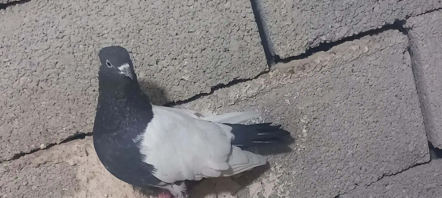 سینه ای|پرنده|خرمشهر, |دیوار