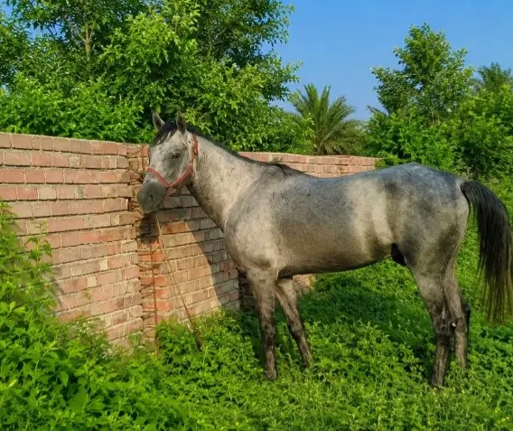 اسب|اسب و تجهیزات اسبسواری|بلوک, |دیوار