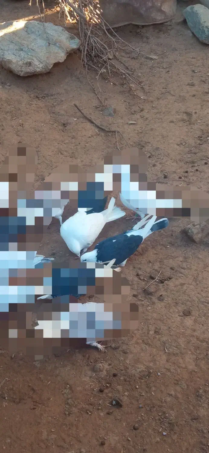 دو کبوتر|حیوانات|بانه, |دیوار