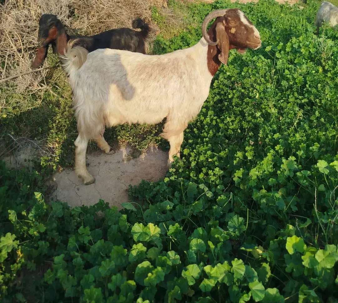 بز نژدی|حیوانات مزرعه|دزفول, |دیوار