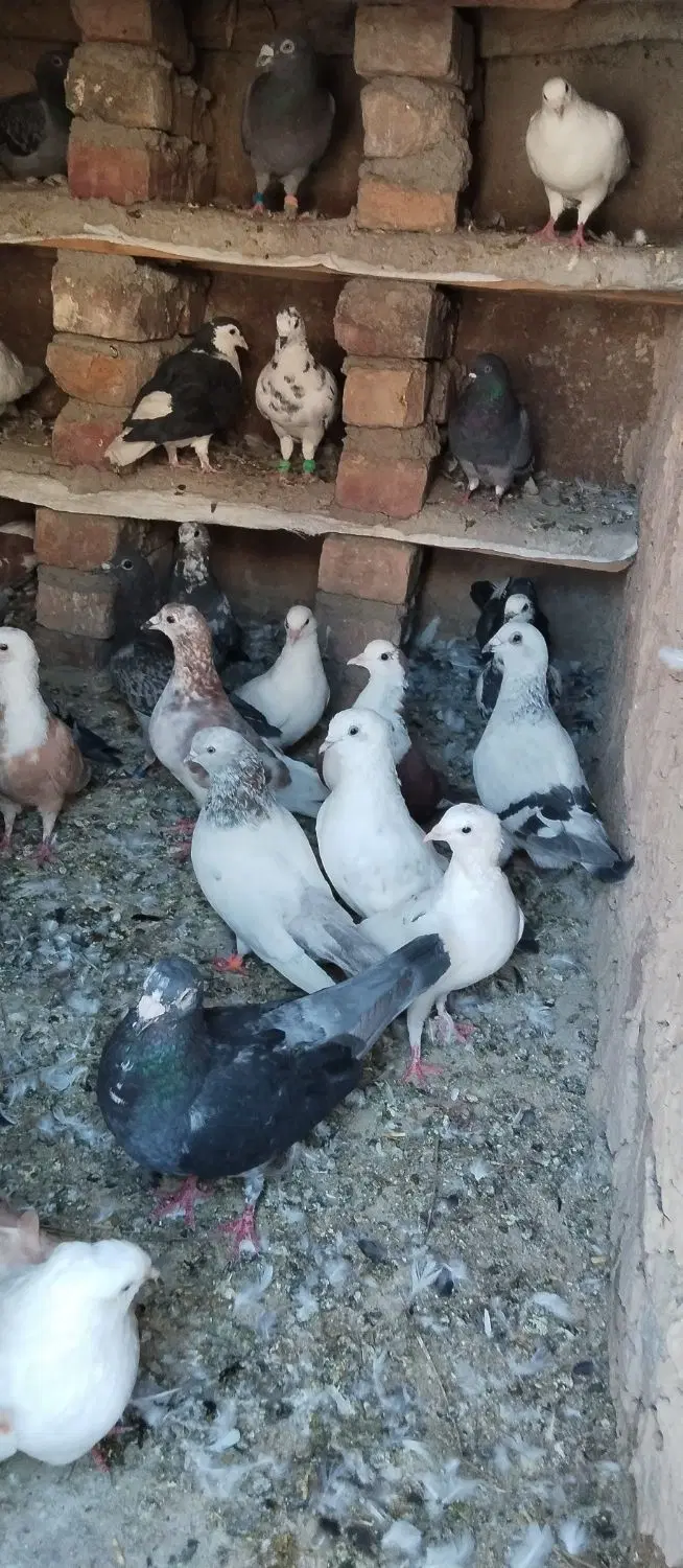 ۳۰۰|پرنده|خاش, |دیوار