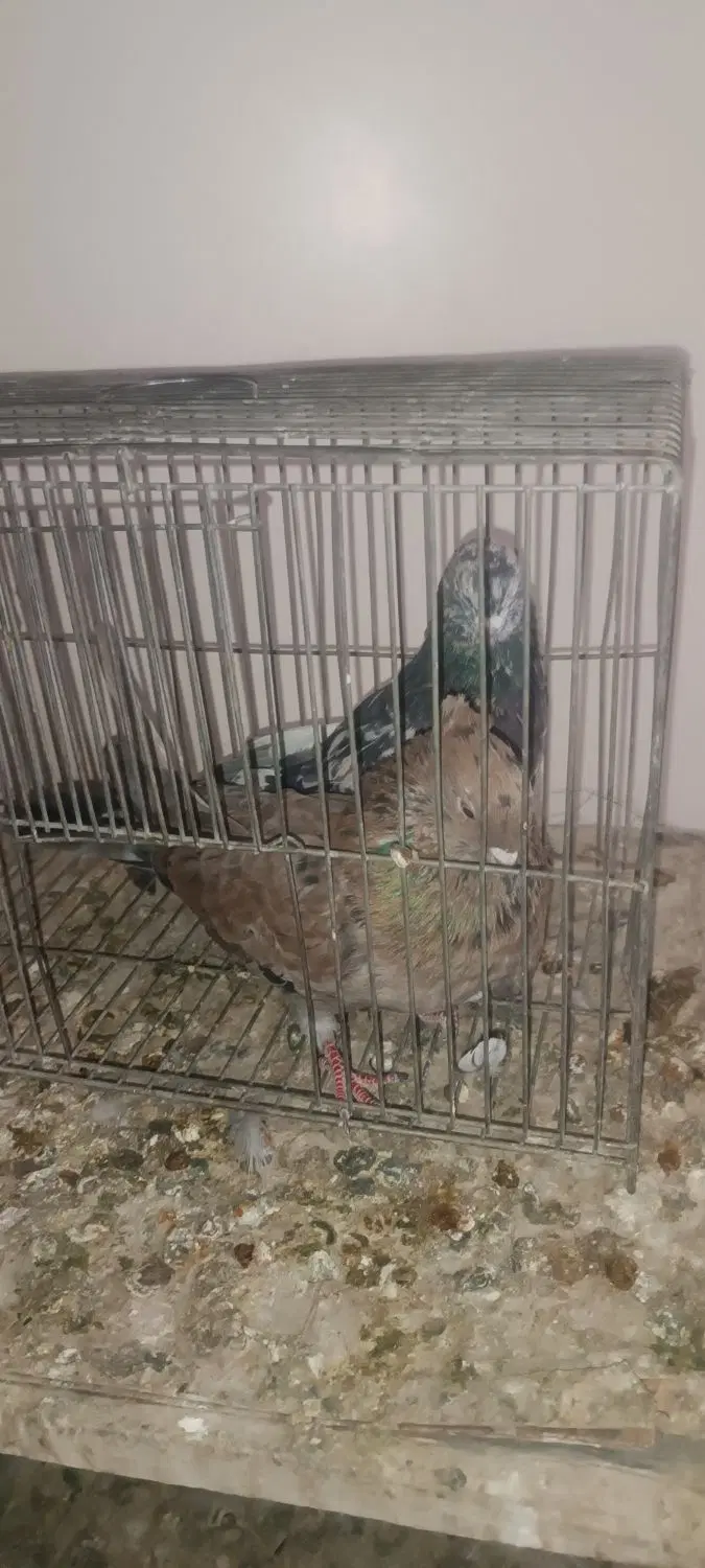 سرور|پرنده|داران, |دیوار