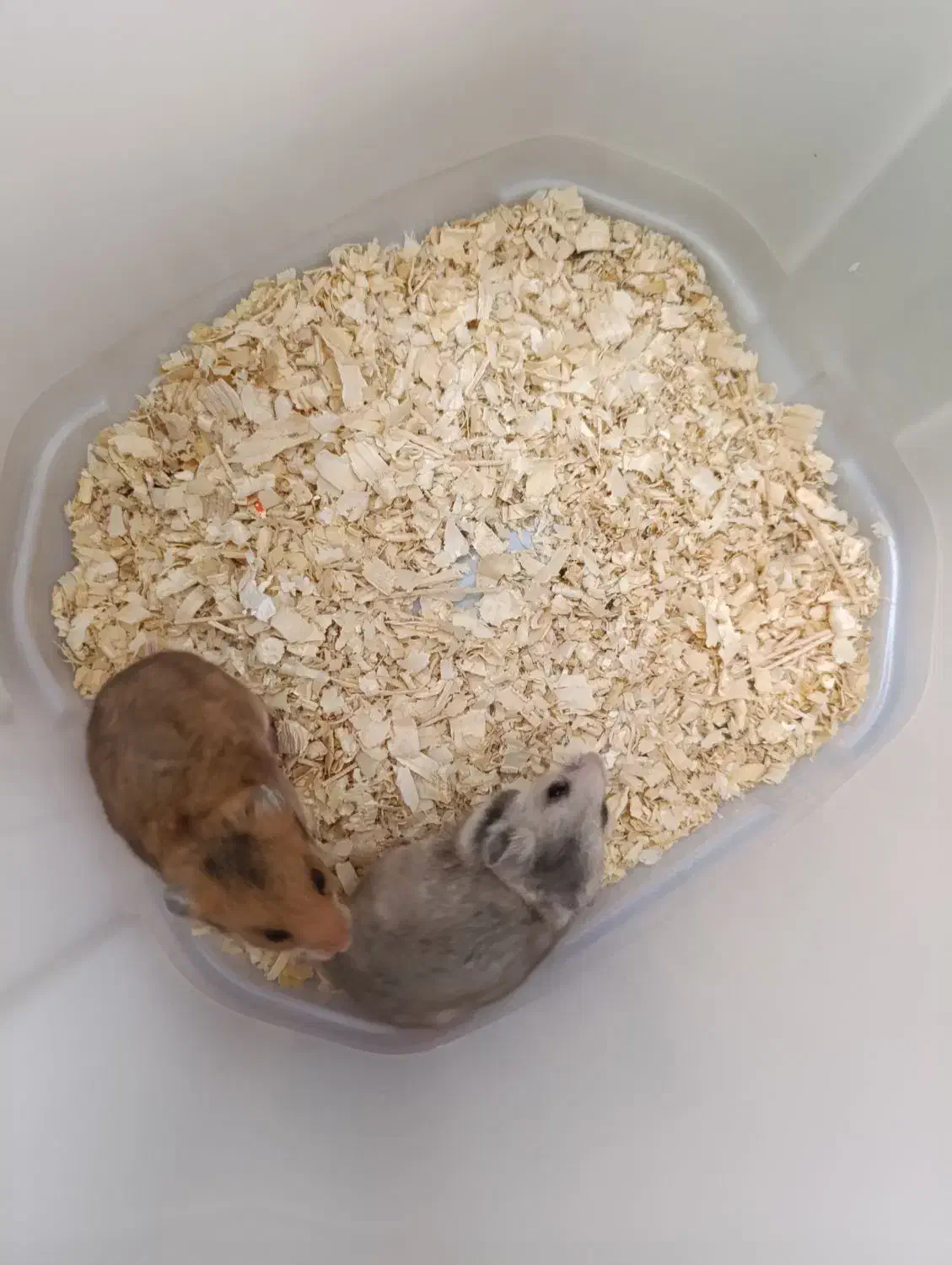 همستر|موش و خرگوش|بانه, |دیوار