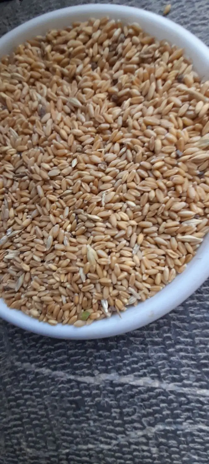 گندم|لوازم جانبی حیوانات|خورش رستم, |دیوار