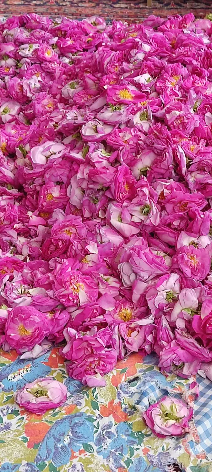 گل محمدی|گل و گیاه طبیعی|تبریز, |دیوار