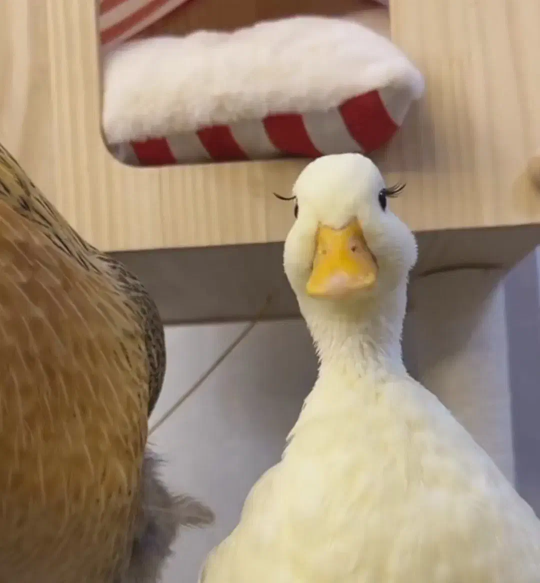 همسر|اشیا|ساوه, |دیوار