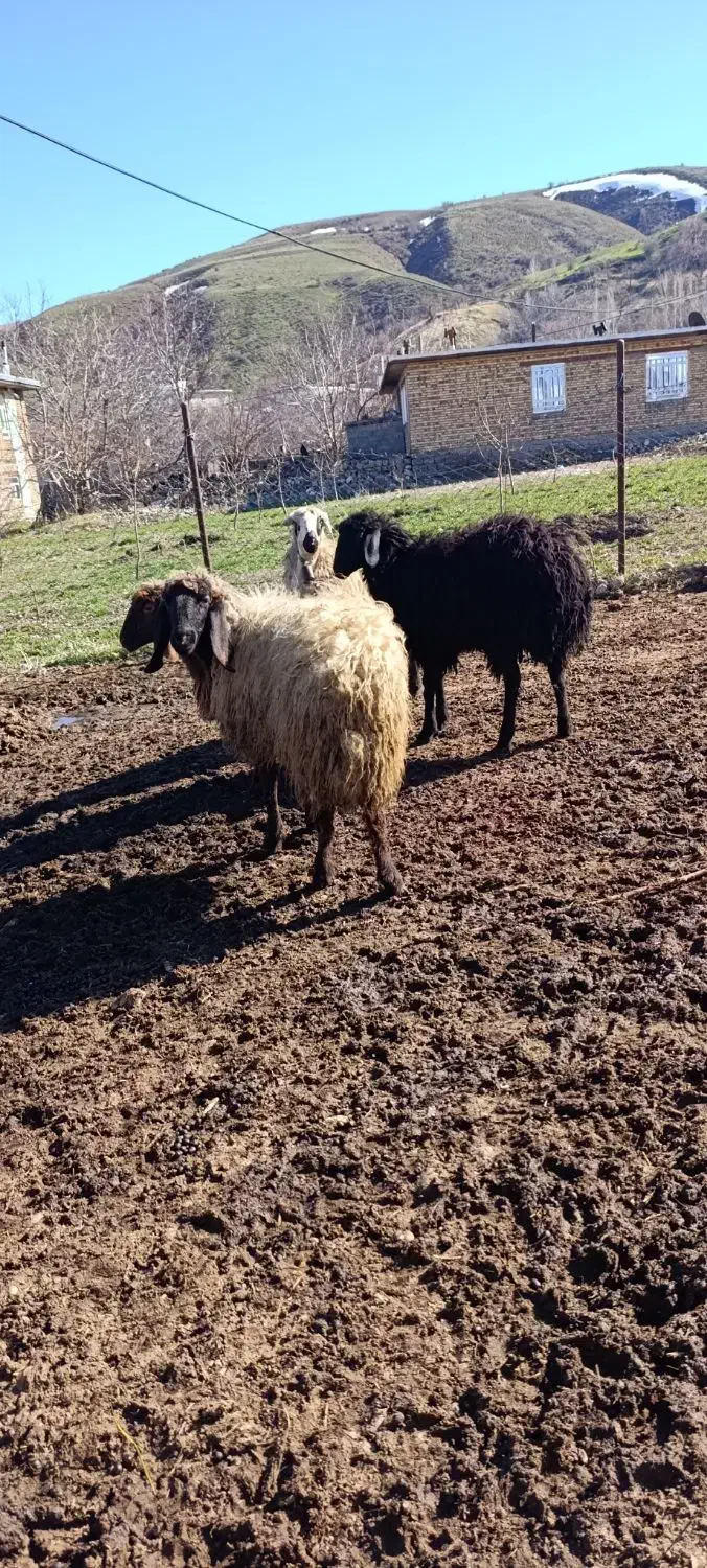 550000000|حیوانات مزرعه|سیلوانه, |دیوار