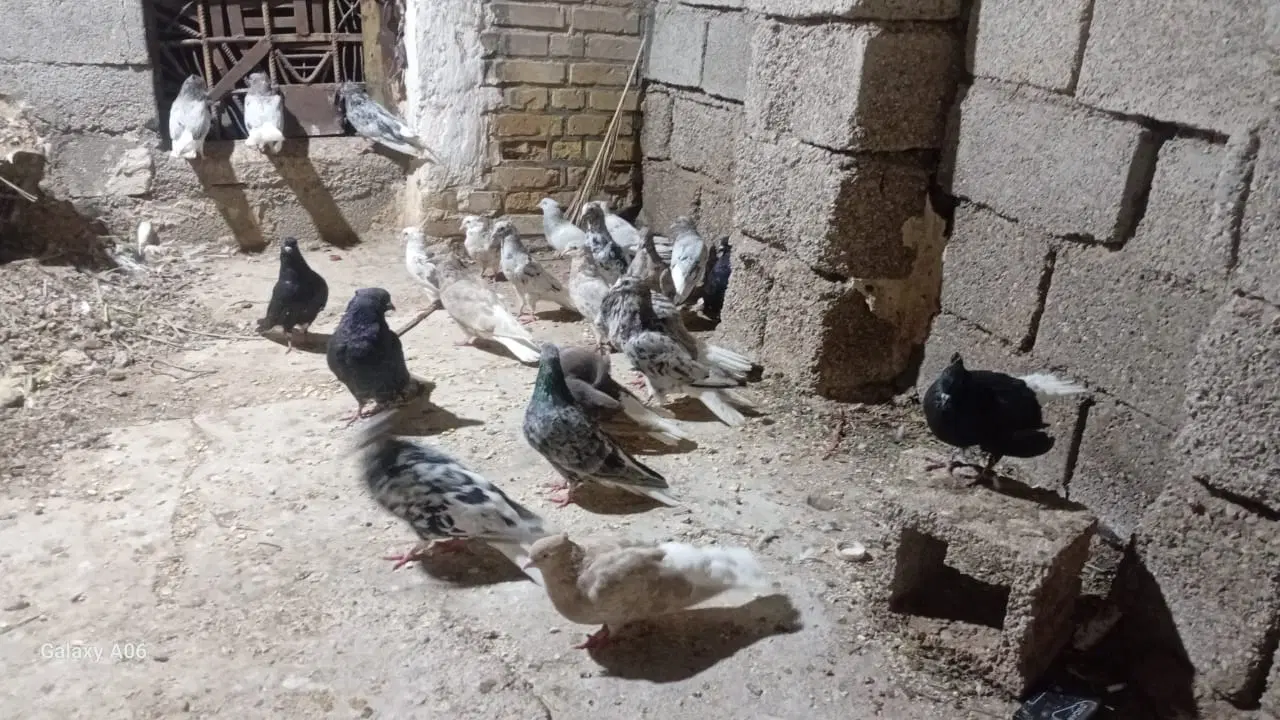 کبوتر|پرنده|باوی, |دیوار