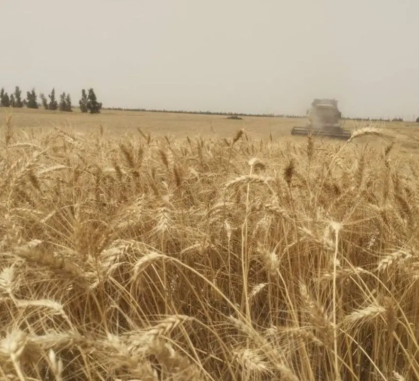 گندم|خوردنی و آشامیدنی|چغادک, |دیوار