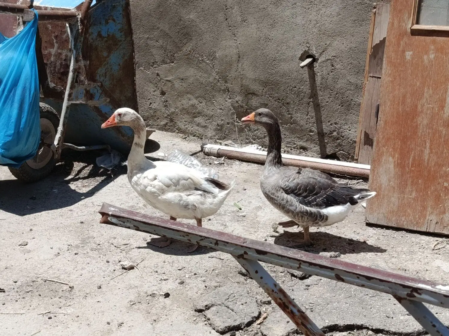 غاز|حیوانات مزرعه|بهار, |دیوار