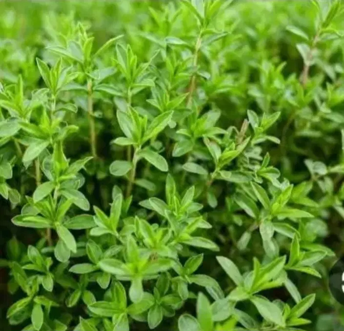 آویشن ۱۳۰۰|خوردنی و آشامیدنی|سبزوار, عارف|دیوار