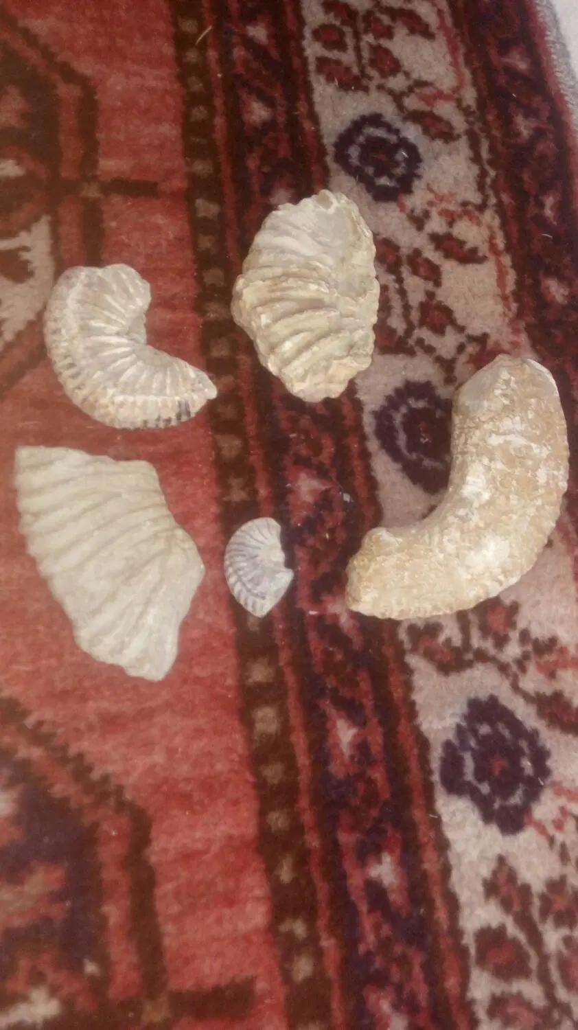 فسیل|کلکسیون و سرگرمی|شیروان (خراسان), |دیوار