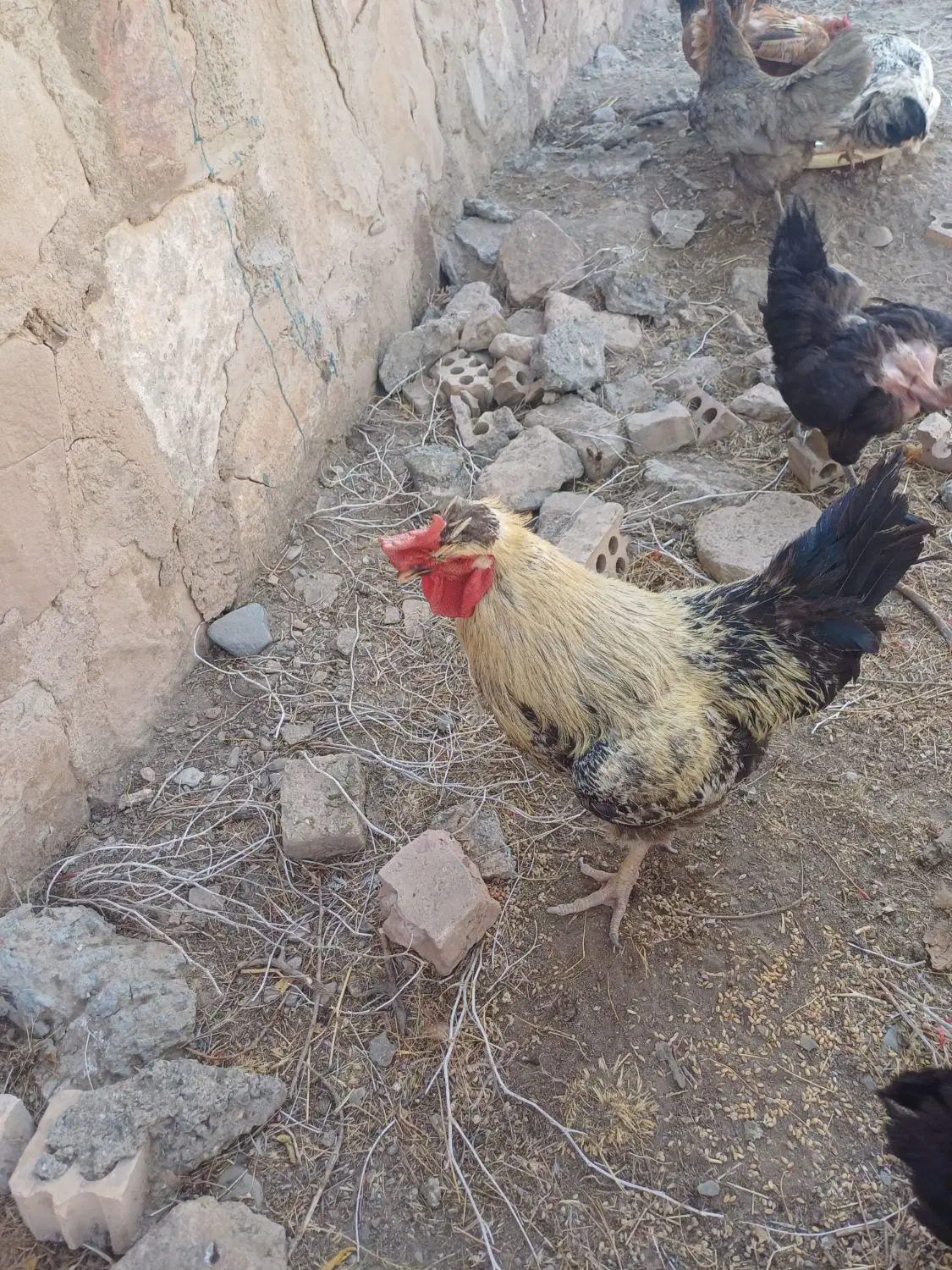 خروس|حیوانات مزرعه|چناران, |دیوار