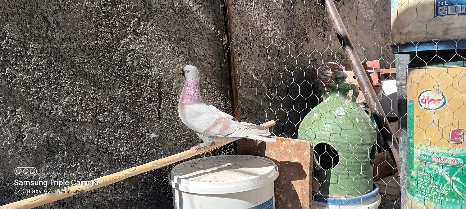 نر مسجدی|پرنده|سیرجان, |دیوار