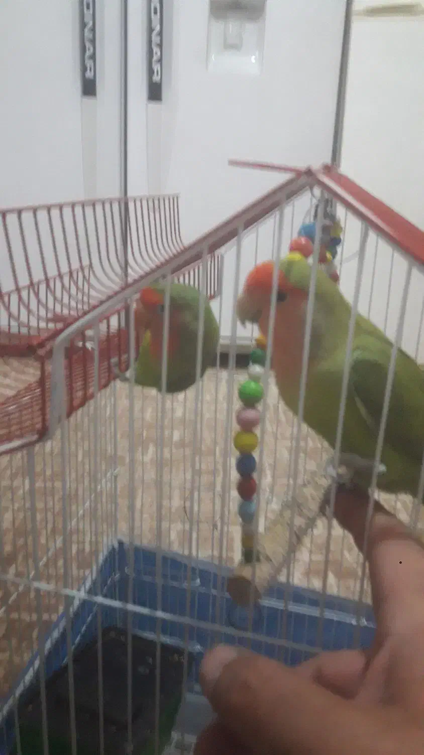 طوطی برزیلی|پرنده|ارومیه, |دیوار