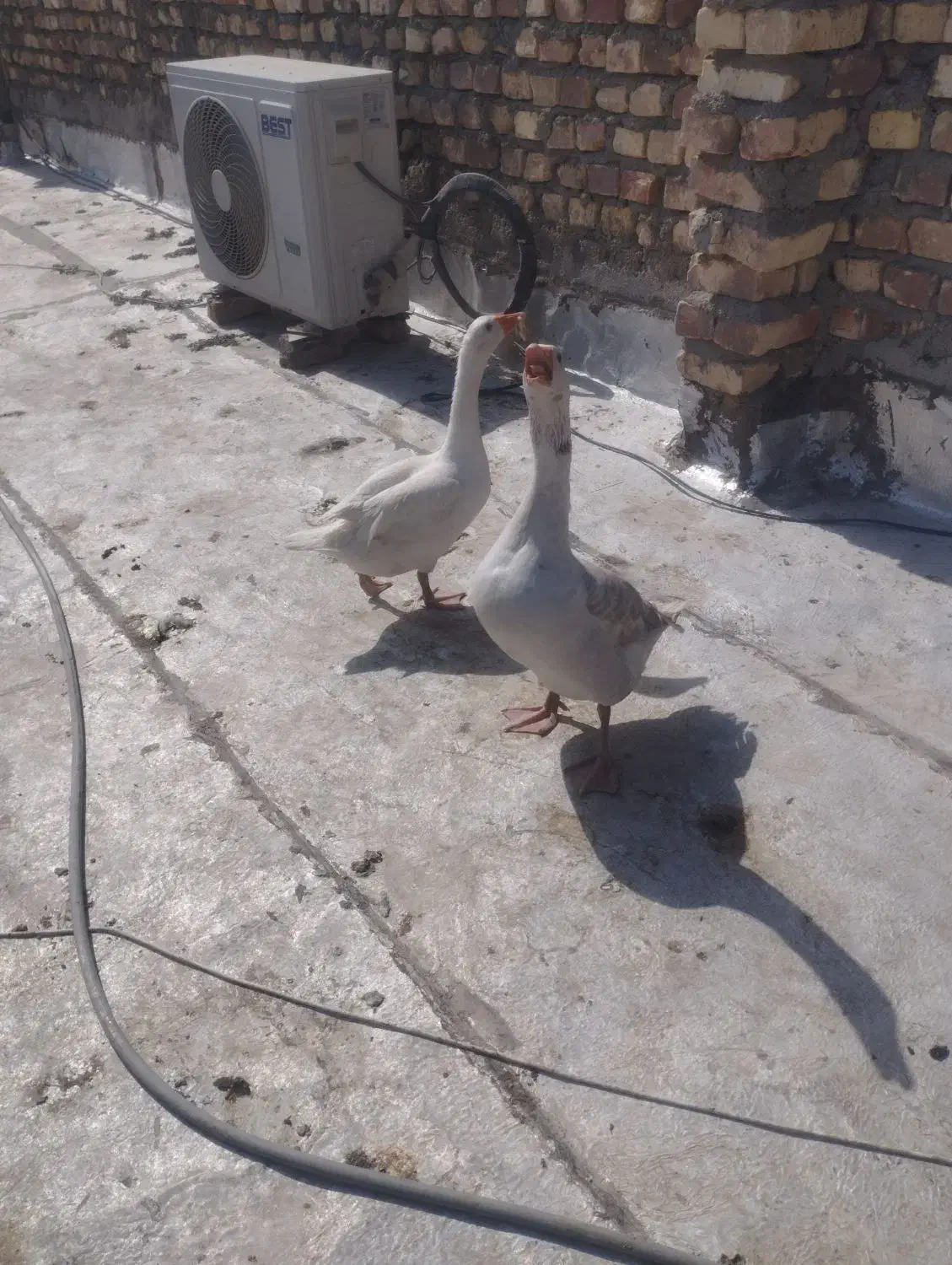 غاز|حیوانات مزرعه|زابل, |دیوار