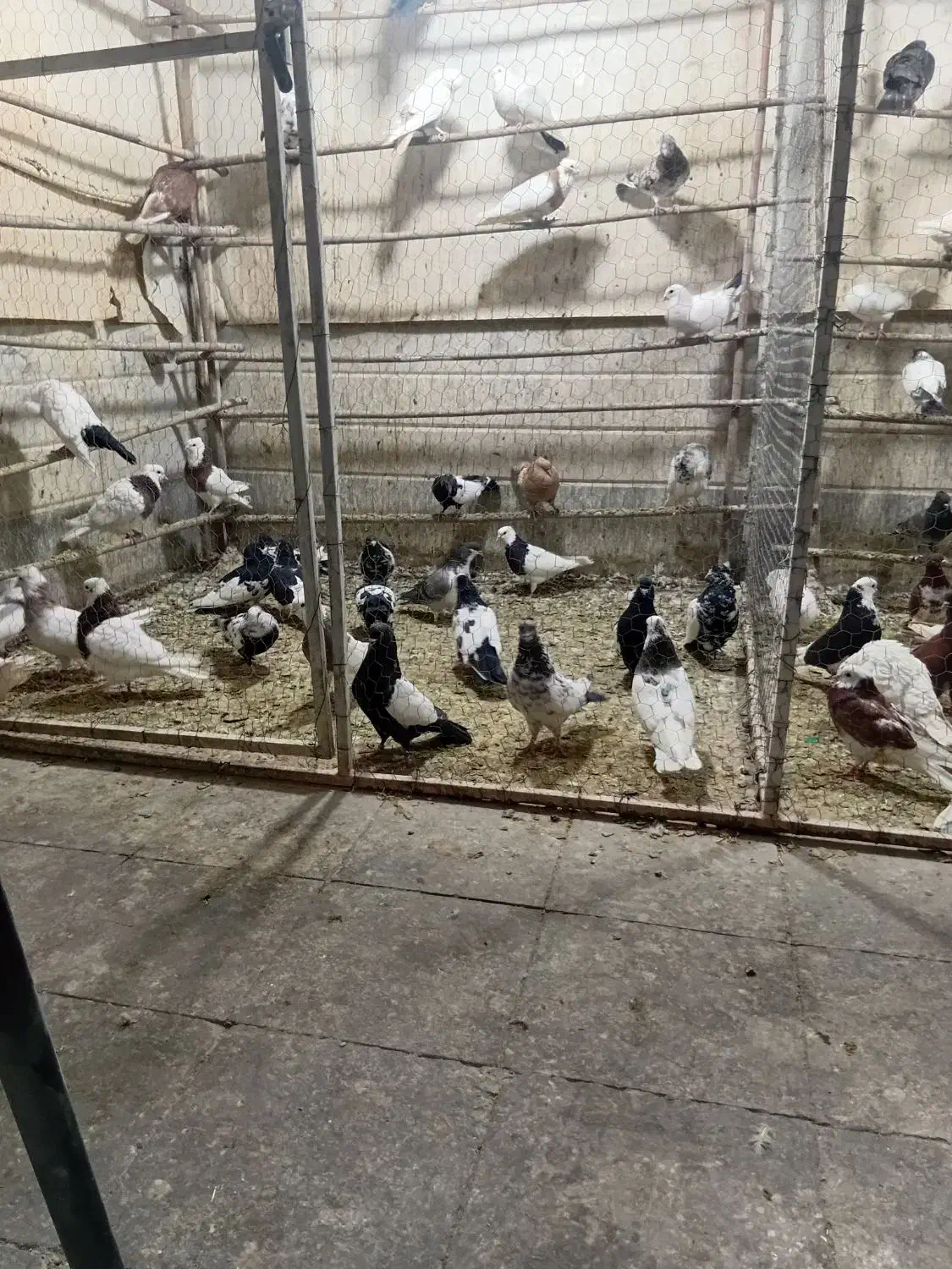 کفتر|پرنده|قم, کلهری|دیوار