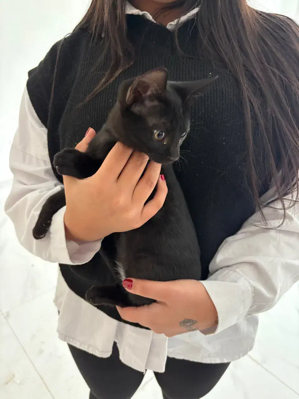 گربه|گربه|کیش, |دیوار