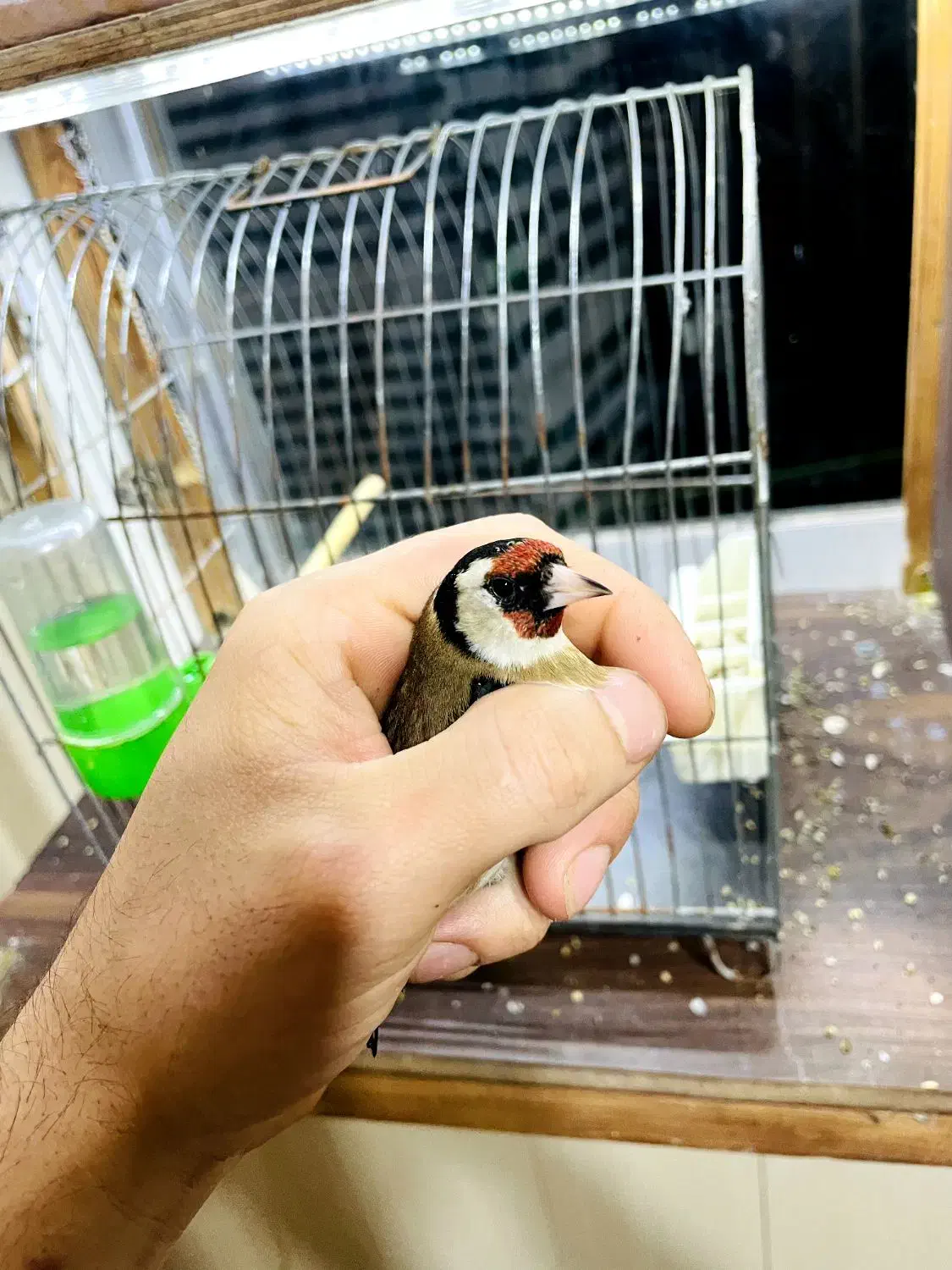 سهره نر|پرنده|بندر انزلی, نوغان|دیوار