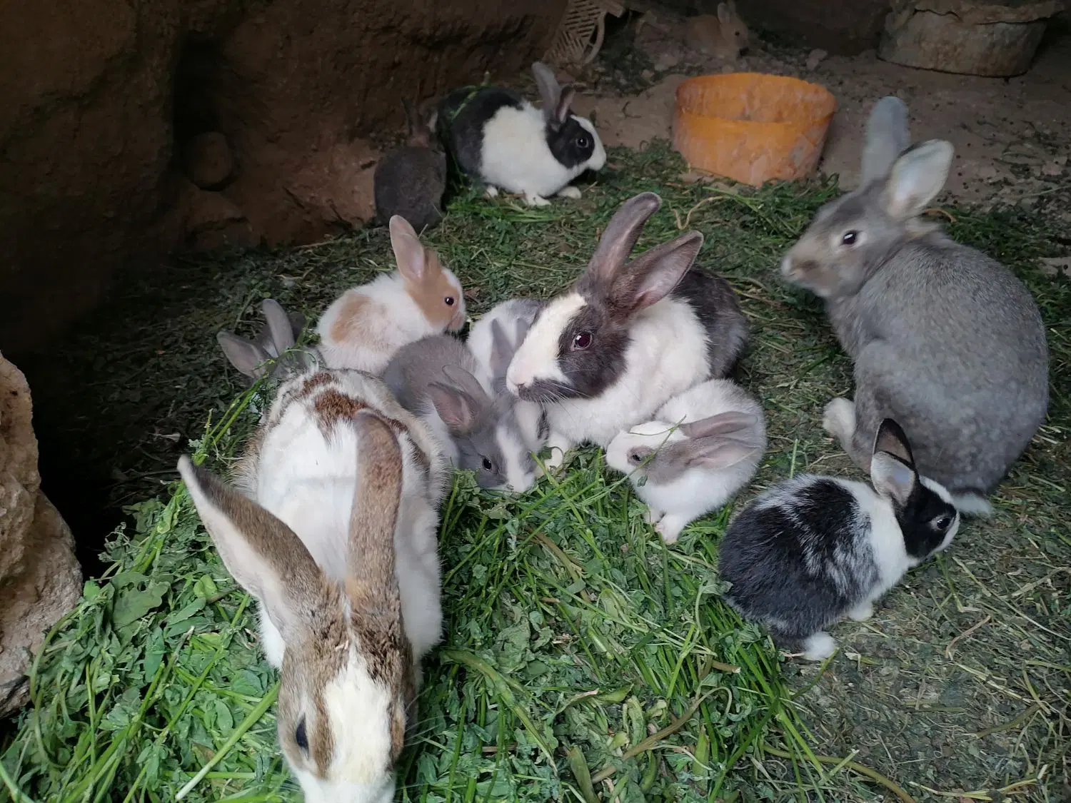 خرگوش|موش و خرگوش|خواف, |دیوار