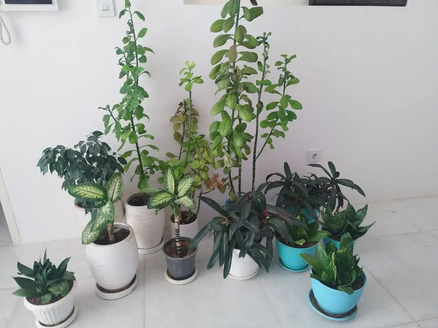 گل با گلدون|گل و گیاه طبیعی|شیراز, شهرک قمشه|دیوار