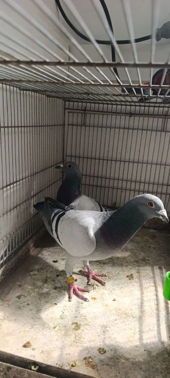 دوبر|پرنده|اردبیل, |دیوار