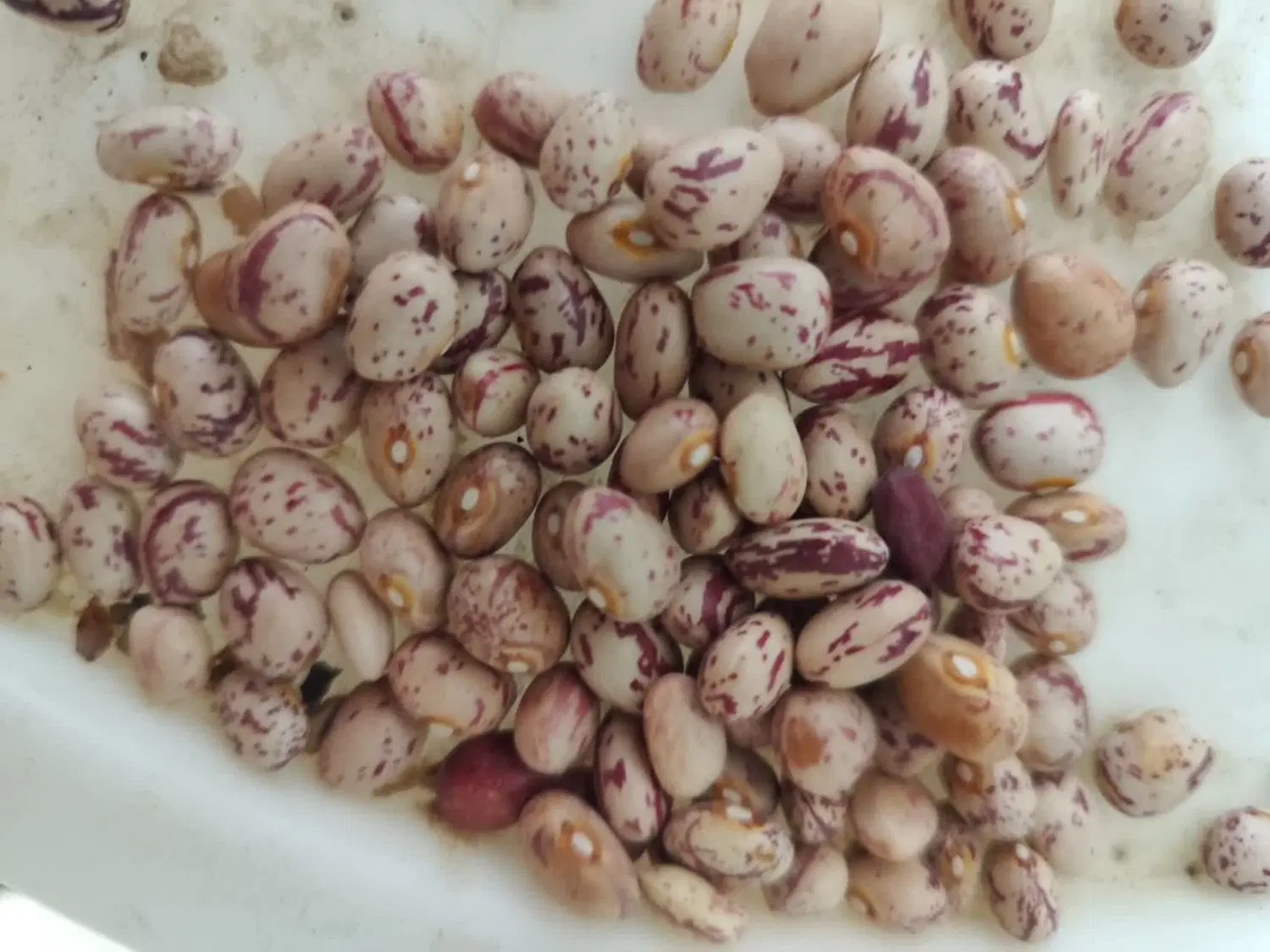 لوبیا|خوردنی و آشامیدنی|بربرود, |دیوار