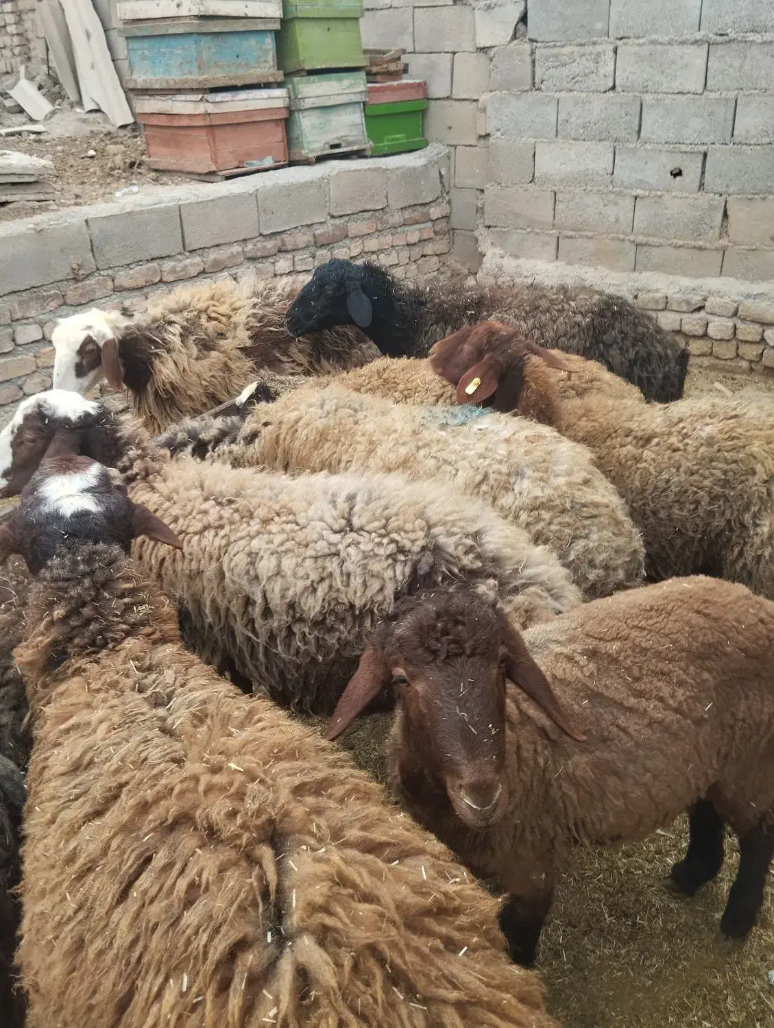 میش بره|حیوانات مزرعه|جوکار, |دیوار