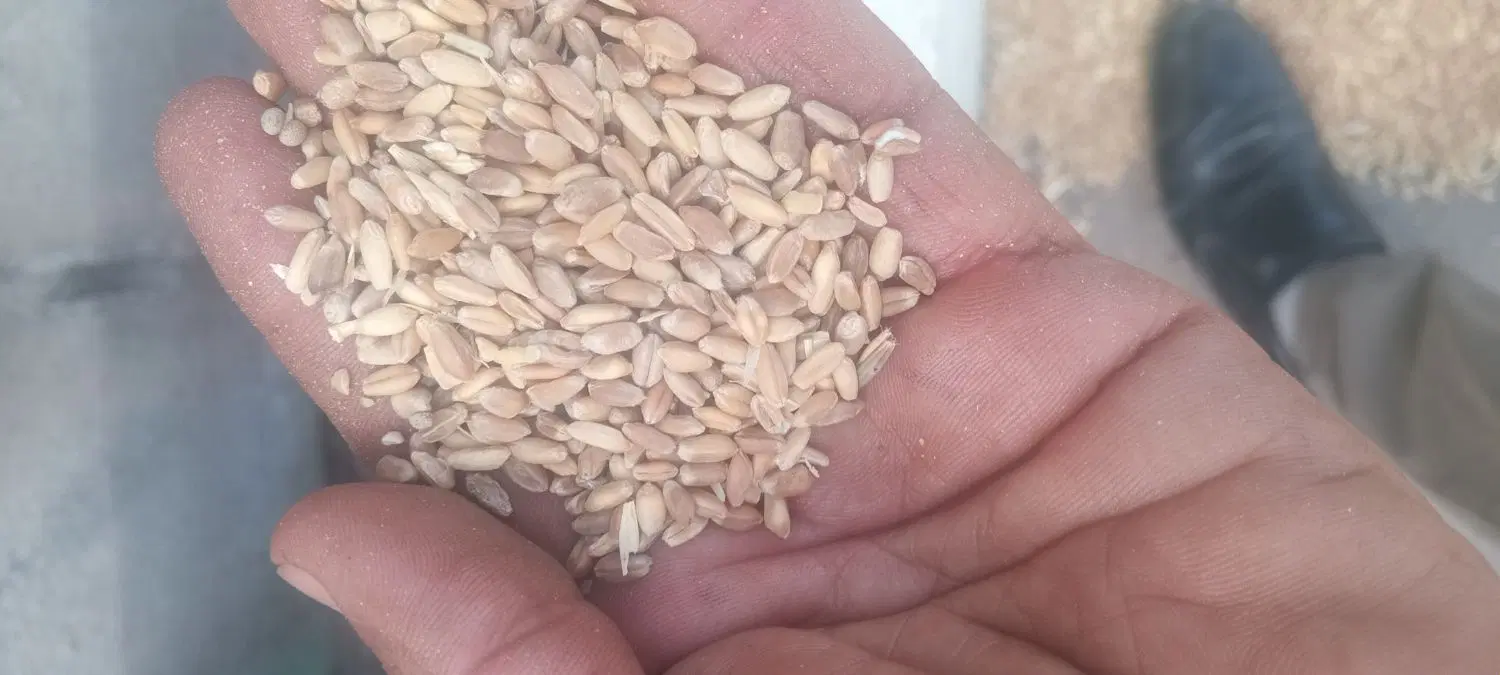 گندم|خوردنی و آشامیدنی|تربت جام, جلگه موسی آباد|دیوار
