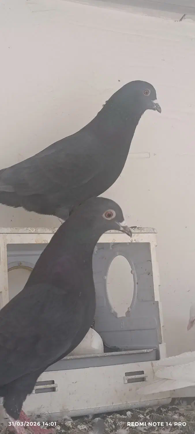 زاغ نر مست جوانه هیکلی و ماده|پرنده|زاهدان, |دیوار