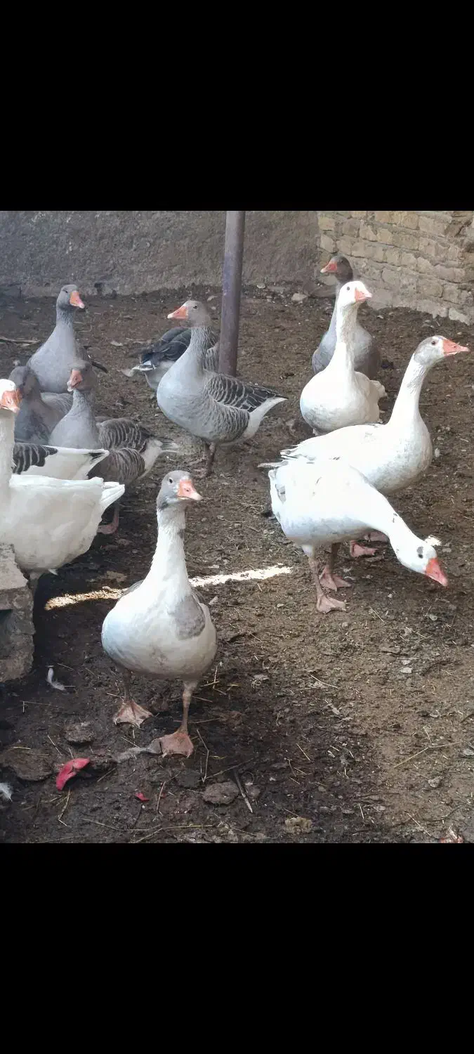 غاز محلی|حیوانات مزرعه|شیروان (خراسان), |دیوار