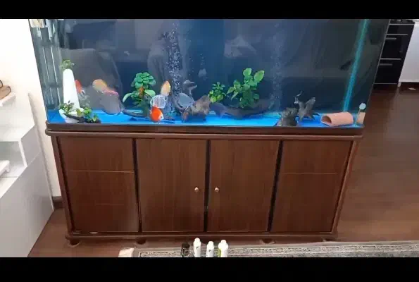 آکواریوم|ماهی|فردیس, شهرک ارم|دیوار