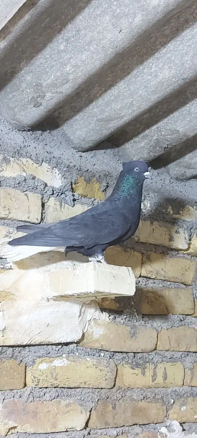 کبوتر|پرنده|یزد, |دیوار