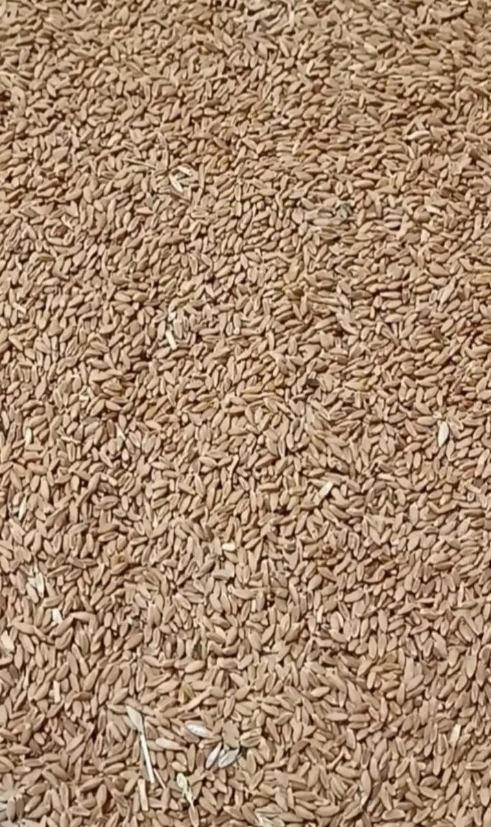 گندم دیم|خوردنی و آشامیدنی|نیشابور, فیض آباد|دیوار