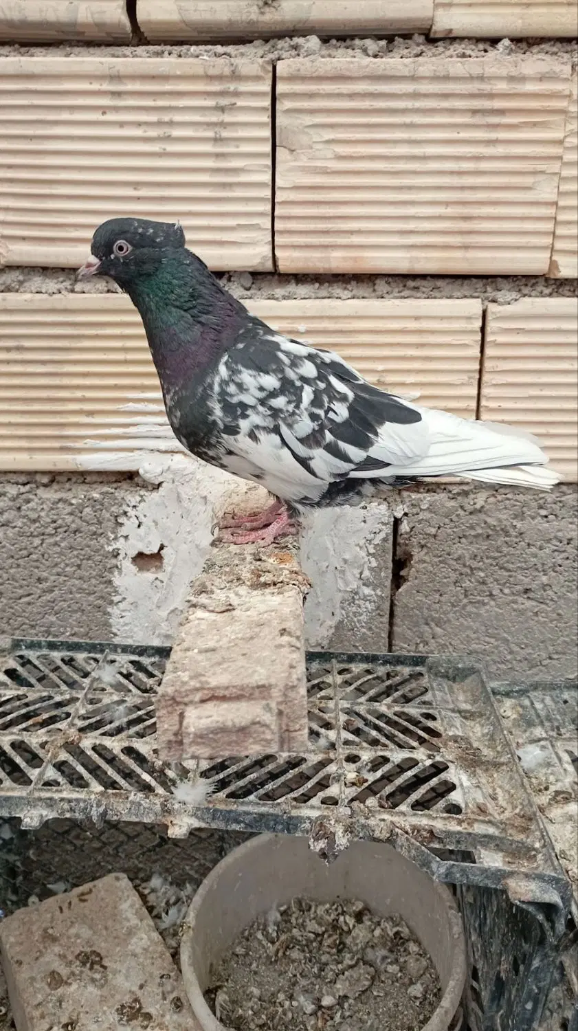 طوقی|پرنده|عسگران, |دیوار