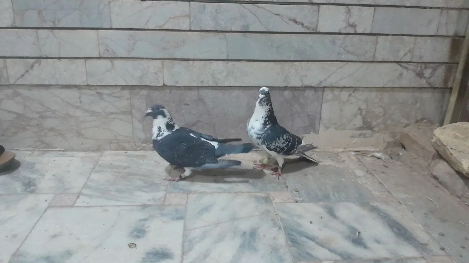 کفتر|پرنده|گناباد, |دیوار