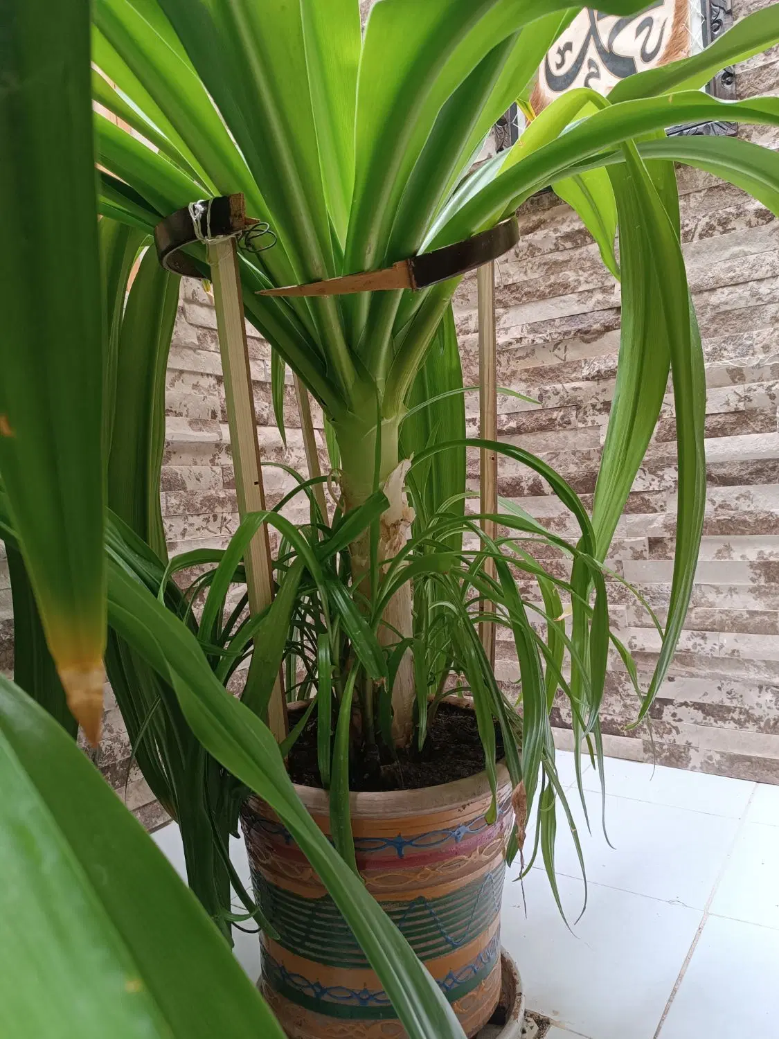گل سوسن|گل و گیاه طبیعی|اردکان, |دیوار