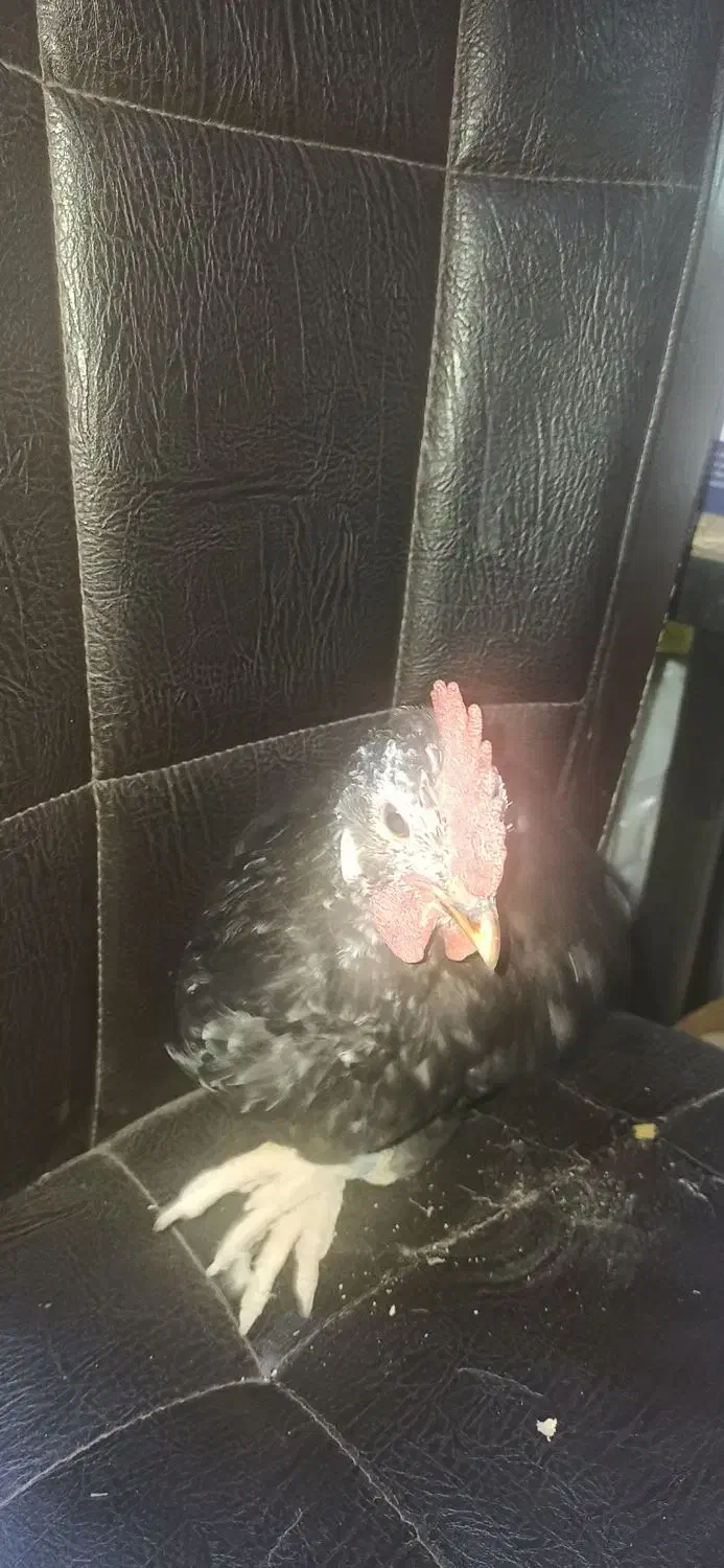 خروس گلین|حیوانات مزرعه|مشکیندشت, |دیوار