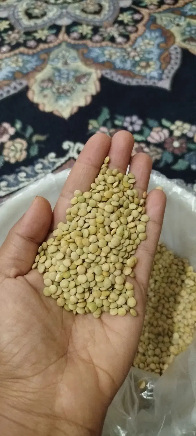 عدس محلی|خوردنی و آشامیدنی|سوق, |دیوار