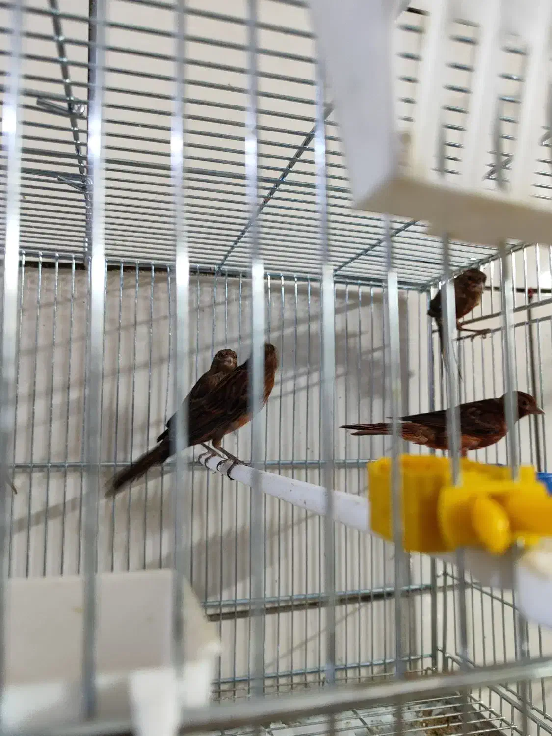 قناری|پرنده|شیراز, تندگویان|دیوار