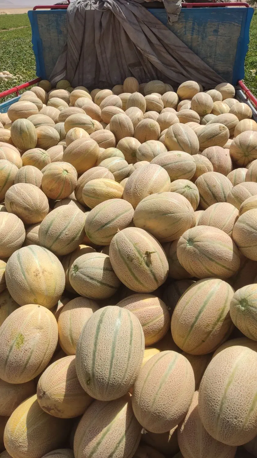 جانا|خوردنی و آشامیدنی|خنداب, |دیوار